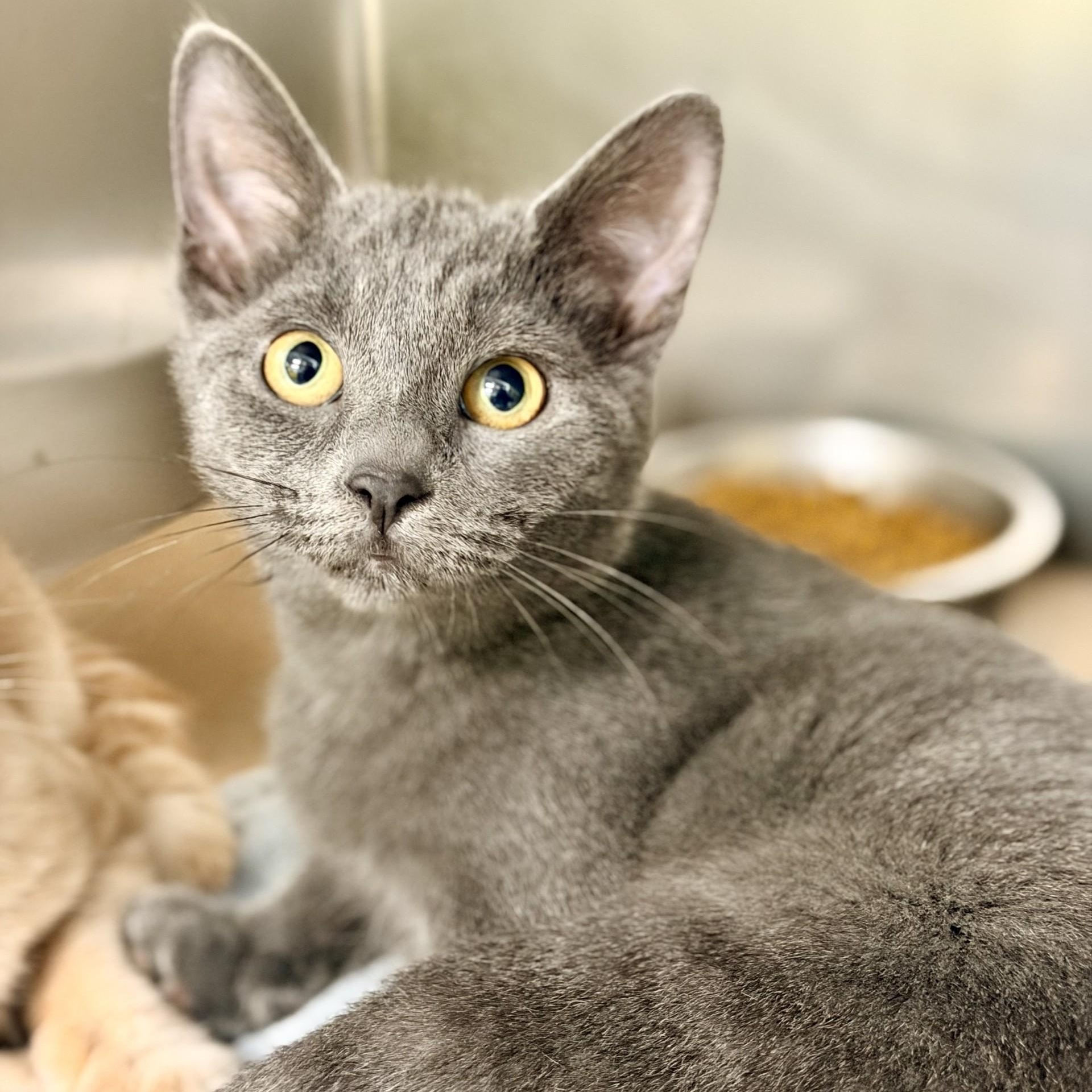 Jazzy, ADOPTABLE, Kitten Female Domestic Short Hair.