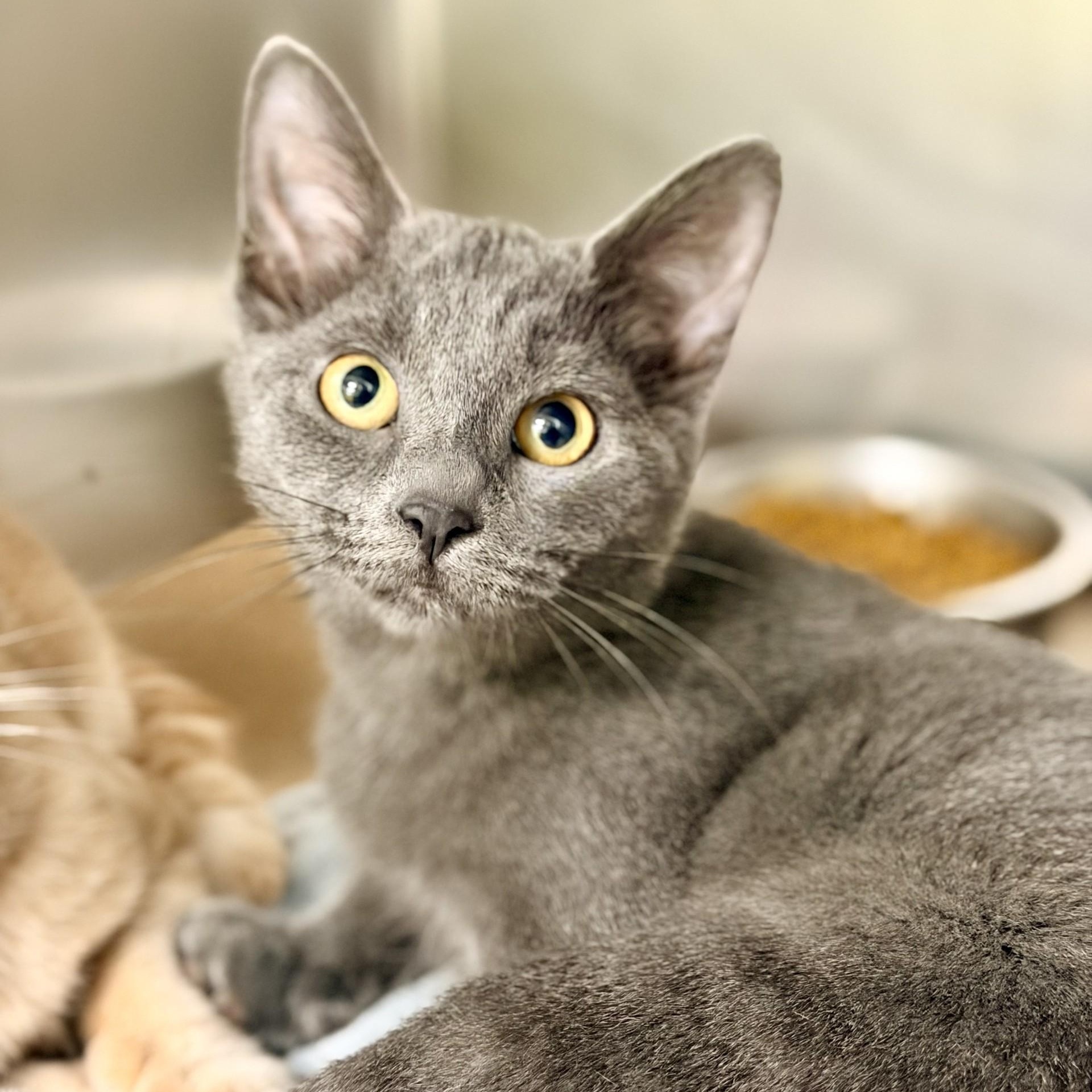 Enlarge Jazzy, a ADOPTABLE Domestic Short Hair in Jackson, NJ image 2/2