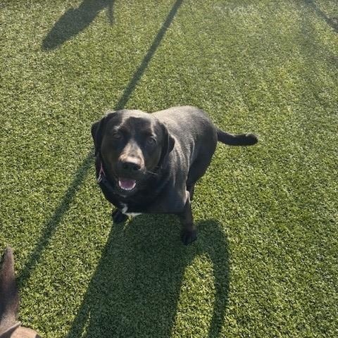 Enlarge Jahnessa, a ADOPTABLE Black Labrador Retriever in Fayetteville, AR image 2/4