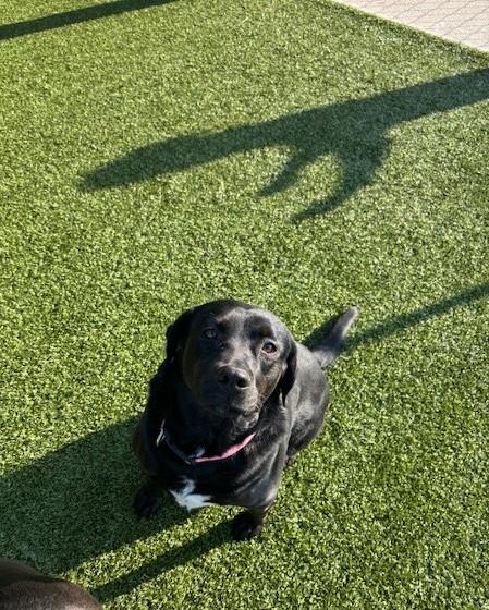 Enlarge Jahnessa, a ADOPTABLE Black Labrador Retriever in Fayetteville, AR image 3/4