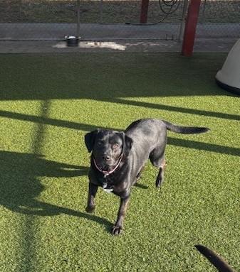 Enlarge Jahnessa, a ADOPTABLE Black Labrador Retriever in Fayetteville, AR image 4/4