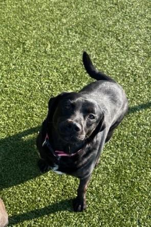 Jahnessa, ADOPTABLE, Adult Female Black Labrador Retriever.