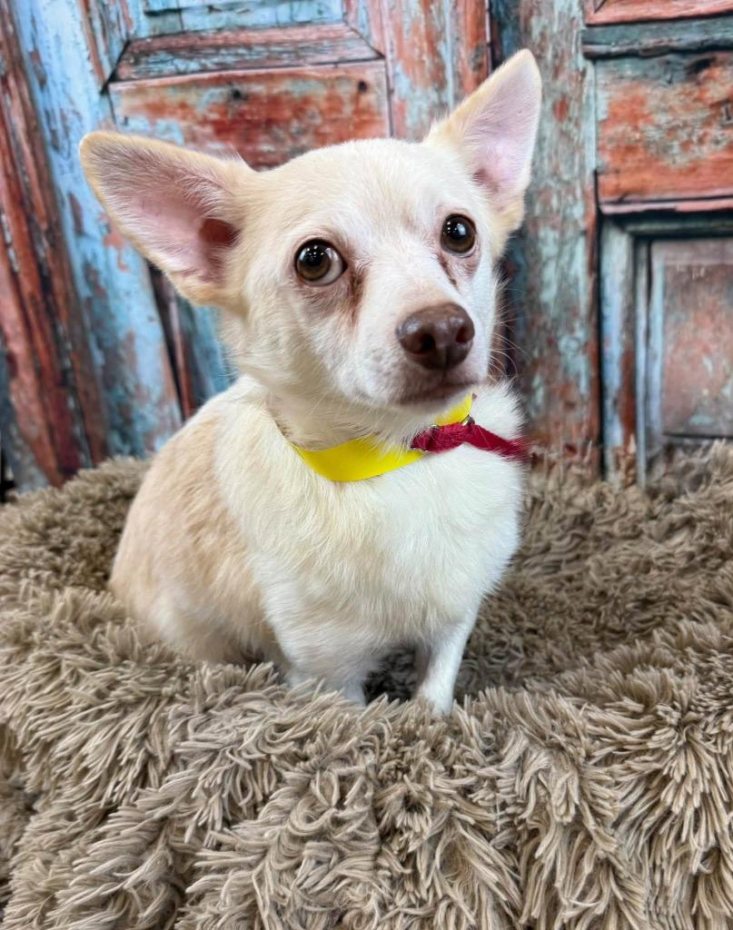 Snowball, Adoptable, Adult Male Chihuahua.