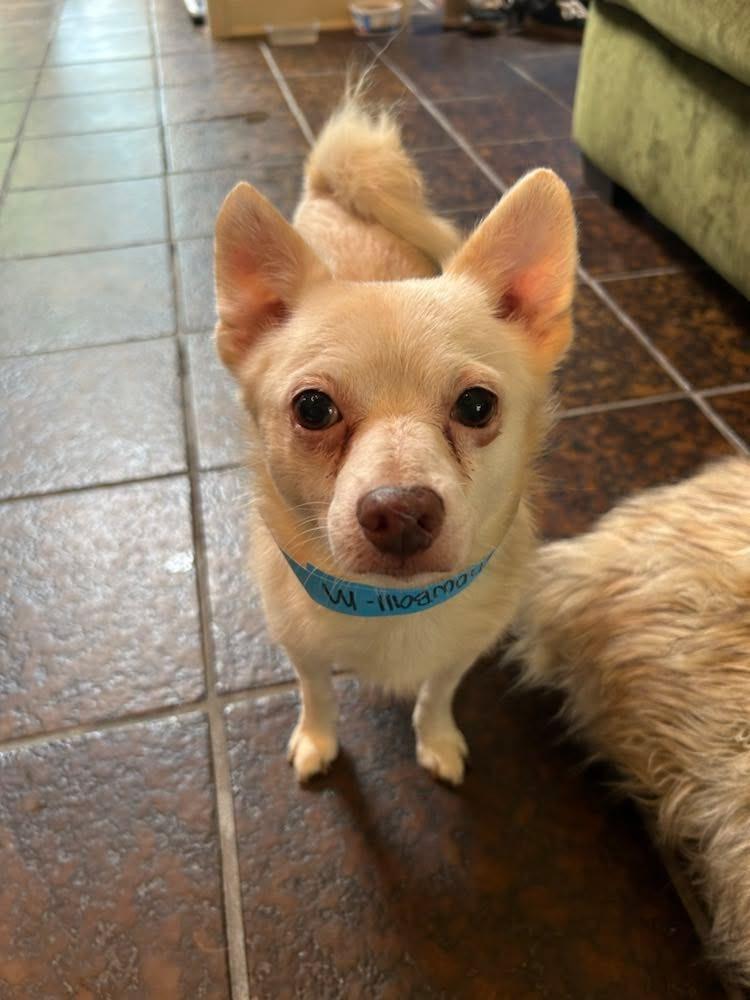 Enlarge Snowball, a Adoptable mixed breed in Fond Du Lac, WI image 2/4