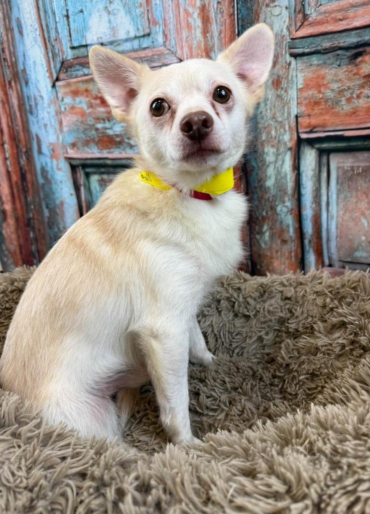 Enlarge Snowball, a Adoptable mixed breed in Fond Du Lac, WI image 3/4