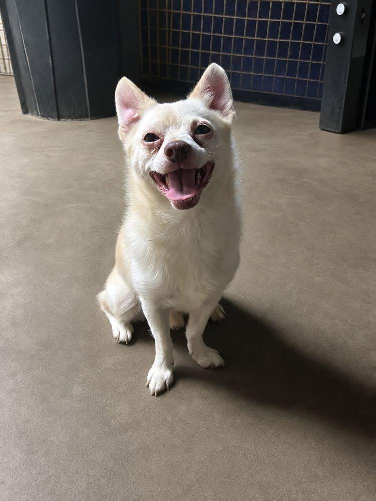 Enlarge Snowball, a Adoptable mixed breed in Fond Du Lac, WI image 4/4