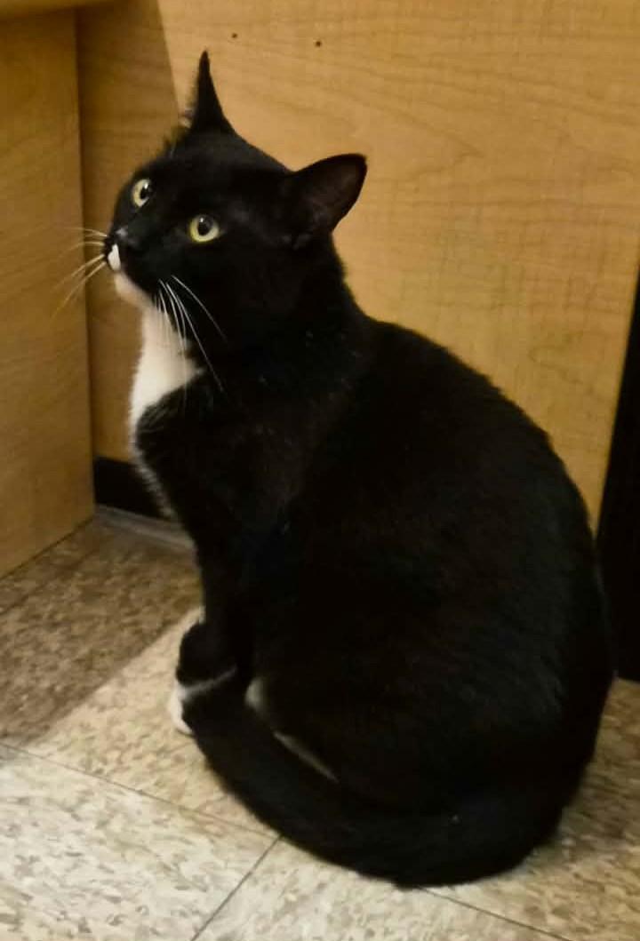 Enlarge Ringo, an adopted Domestic Short Hair in Springfield, PA image 2/3