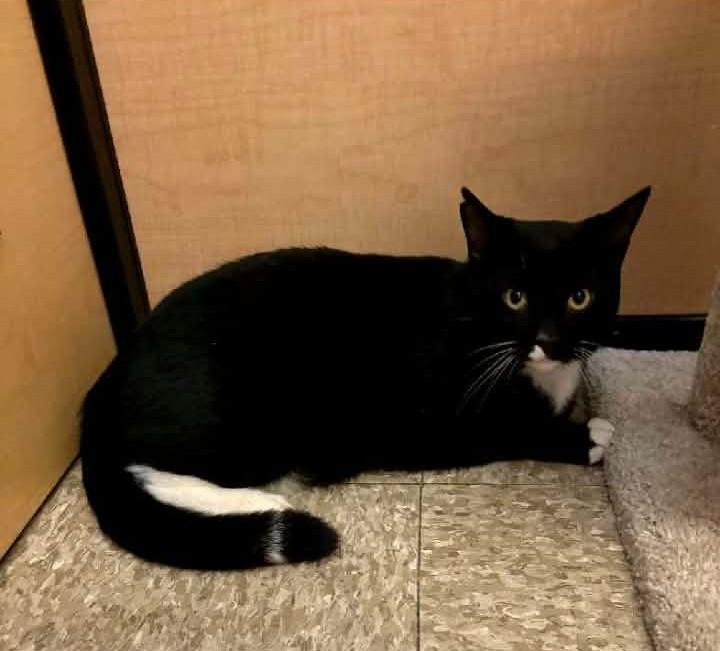 Ringo, adopted, Adult Male Domestic Short Hair.
