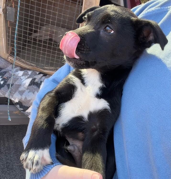 Enlarge Goose, an adoptable mixed breed in Raleigh, NC image 6/6