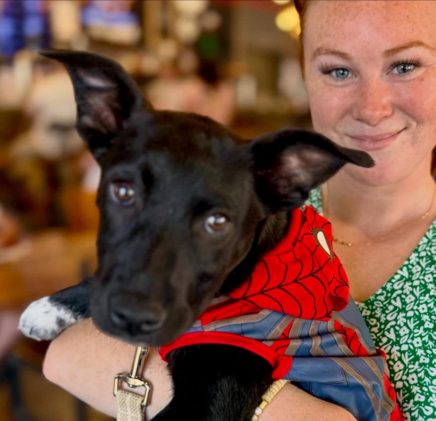 Goose, an adoptable mixed breed in Raleigh, NC image 2/6