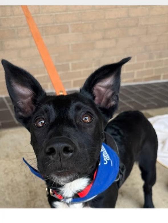 Goose, an adoptable mixed breed in Raleigh, NC image 3/6