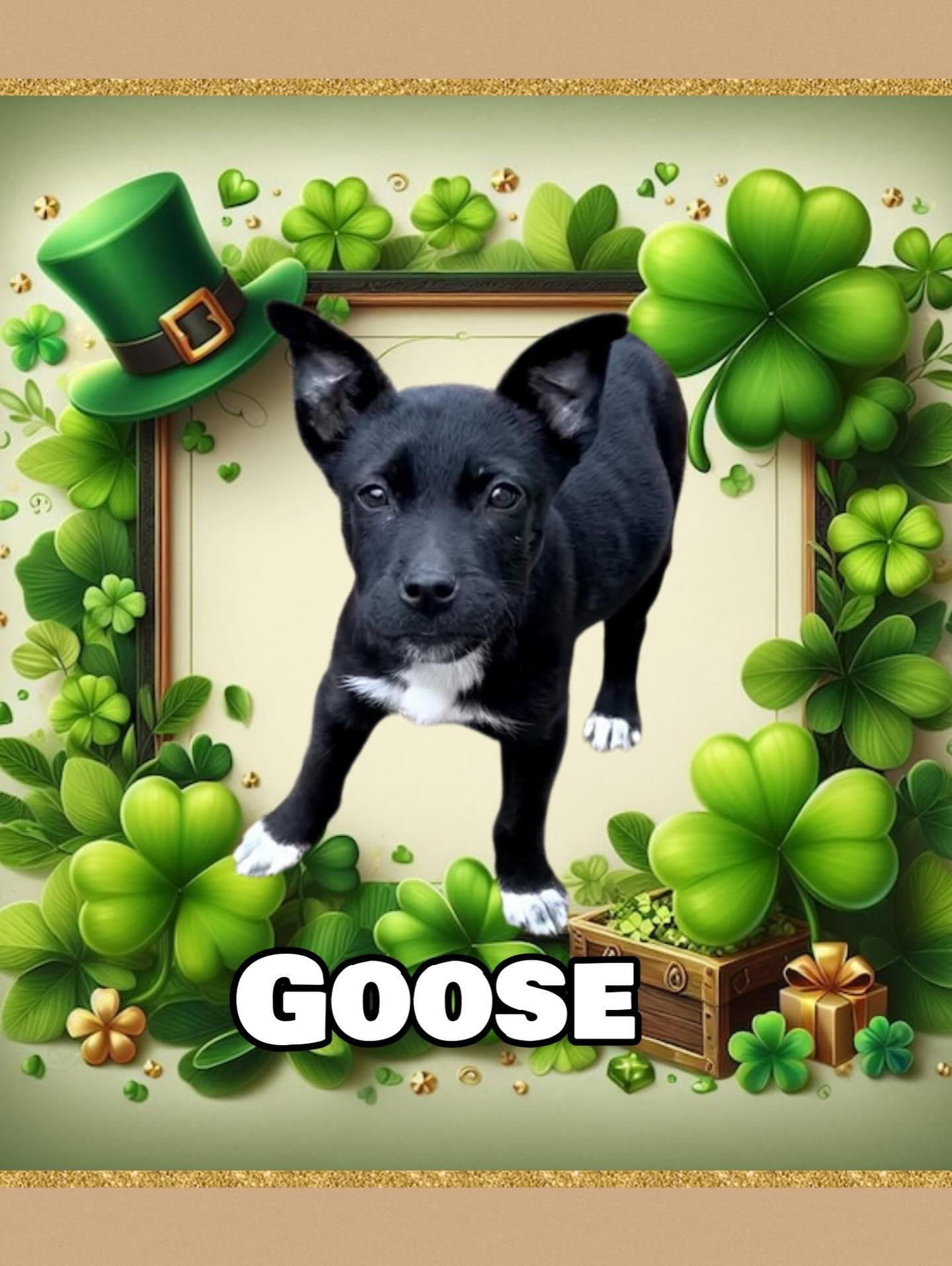 Enlarge Goose, an adoptable mixed breed in Raleigh, NC image 3/6