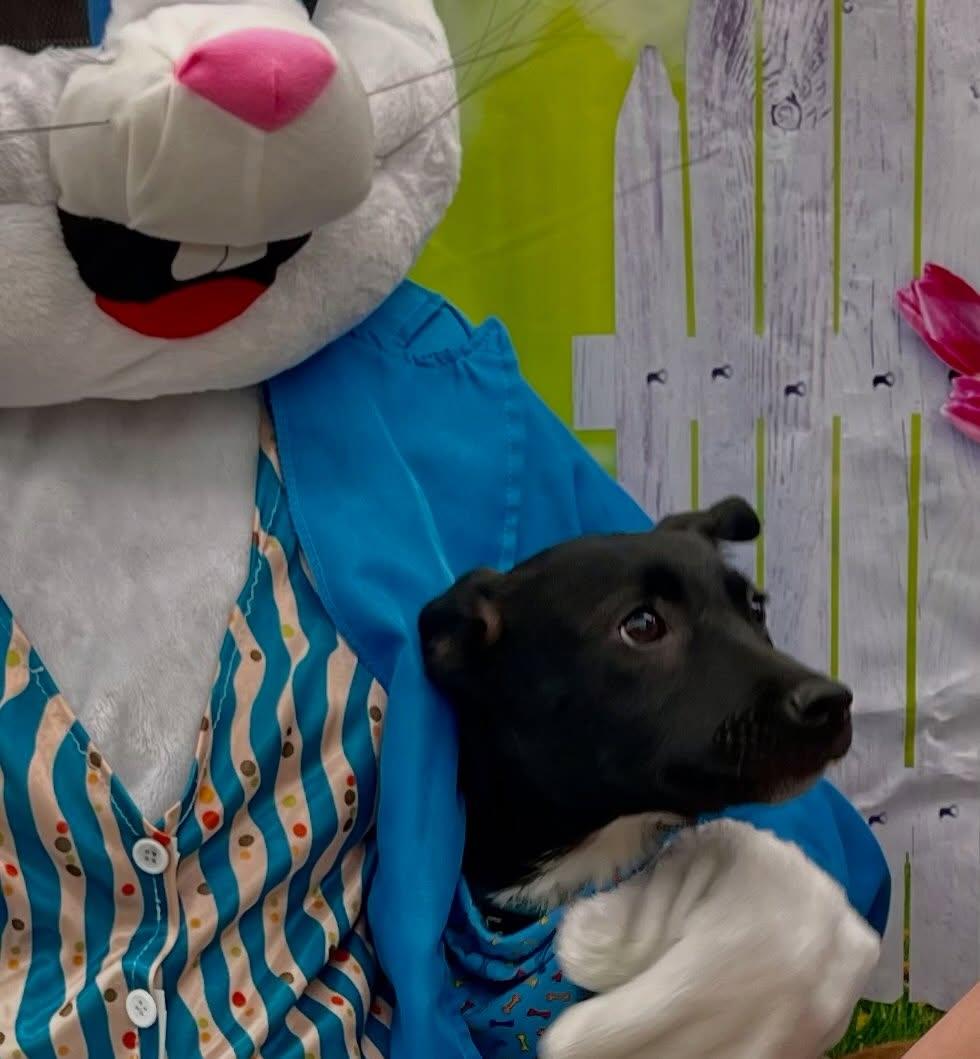 Enlarge Goose, an adoptable mixed breed in Raleigh, NC image 5/6