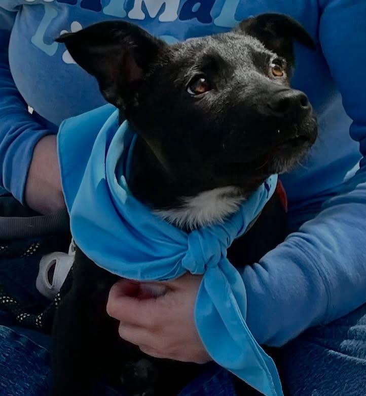 Enlarge Goose, an adoptable mixed breed in Raleigh, NC image 1/6