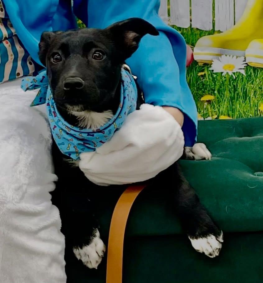 Enlarge Goose, an adoptable mixed breed in Raleigh, NC image 4/6