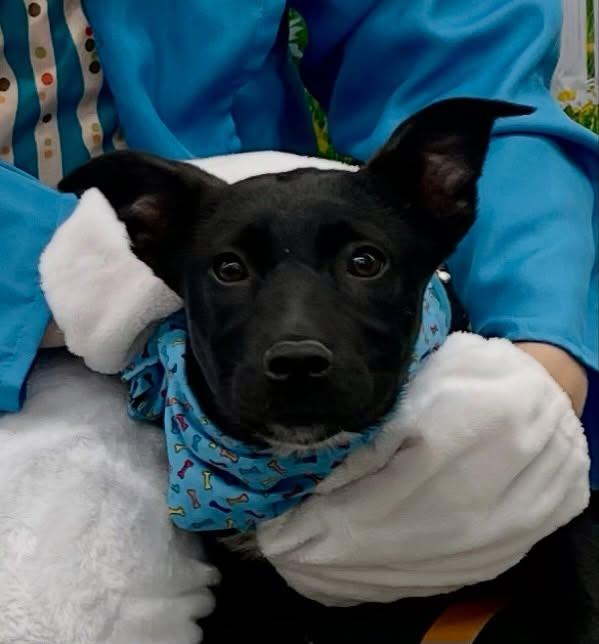 Enlarge Goose, an adoptable mixed breed in Raleigh, NC image 2/6