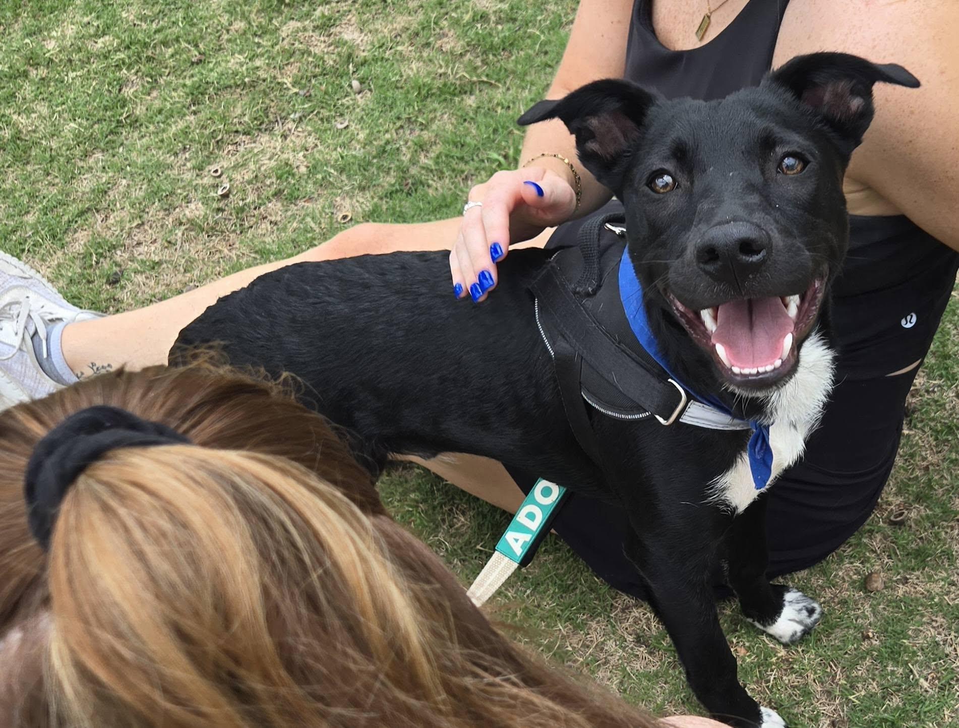 Goose, an adoptable mixed breed in Raleigh, NC image 6/6