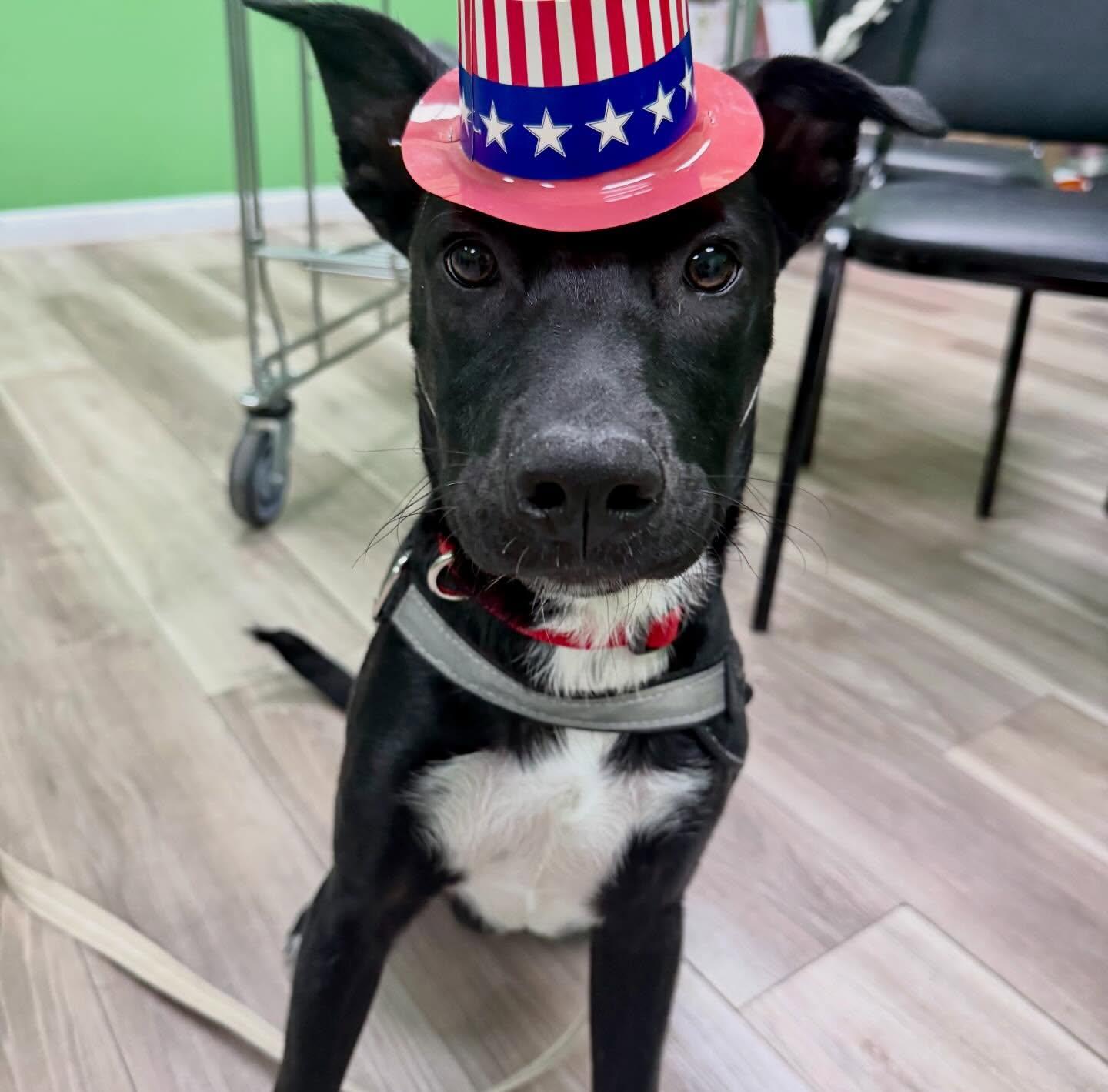 Goose, an adoptable mixed breed in Raleigh, NC image 1/6