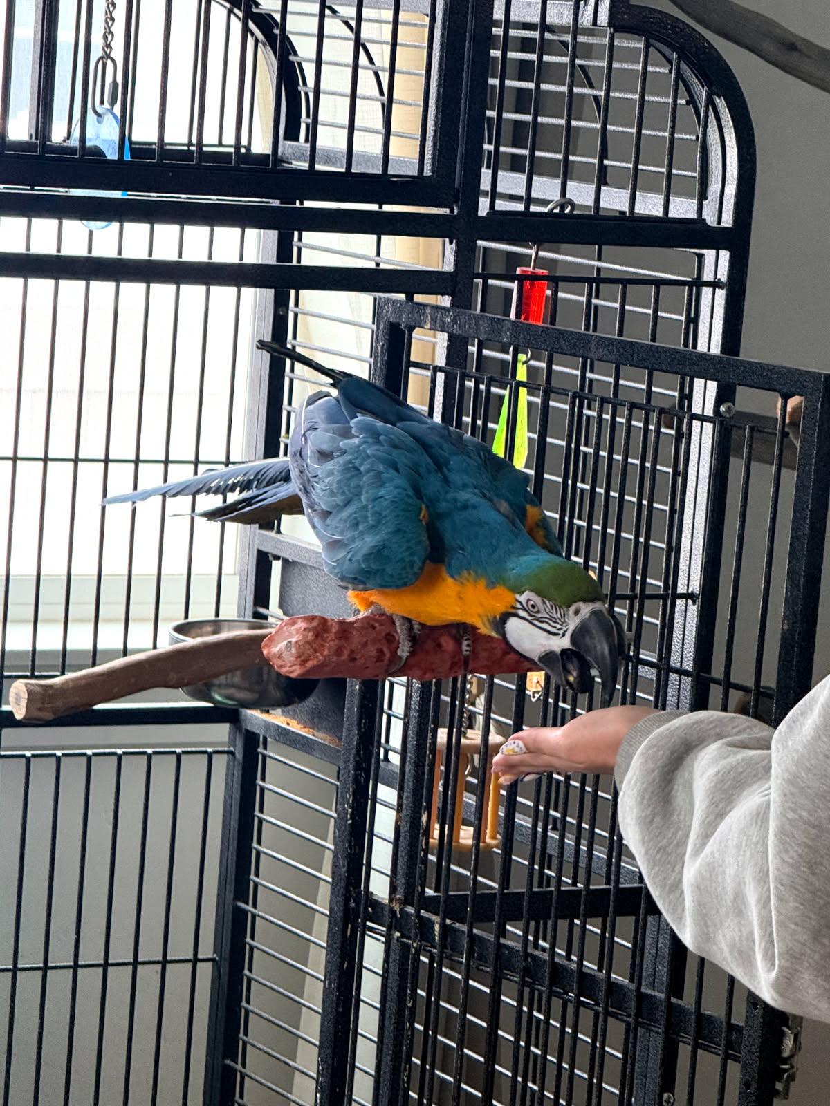 Horace, Adoptable, Adult Male Macaw.