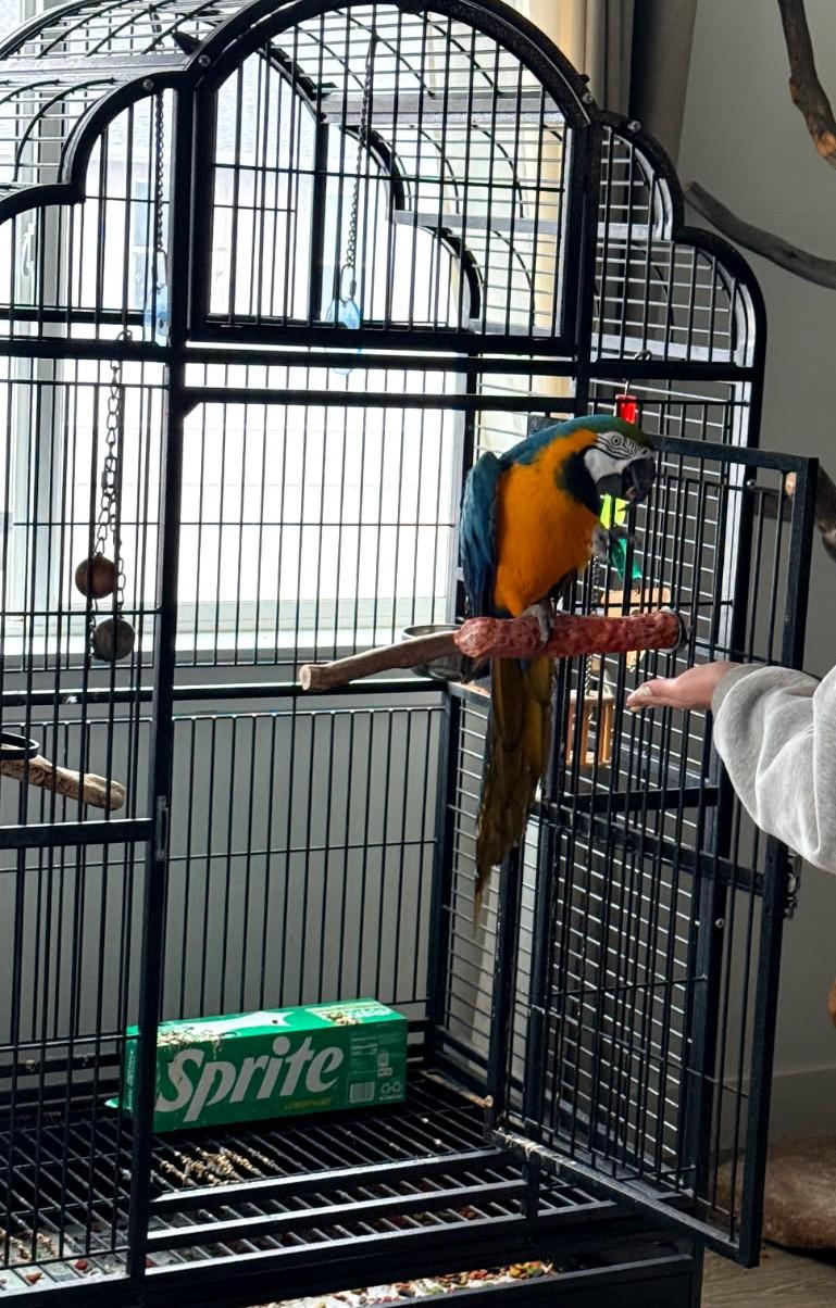 Enlarge Horace, a Adoptable Macaw in Salt Lake City, UT image 2/2