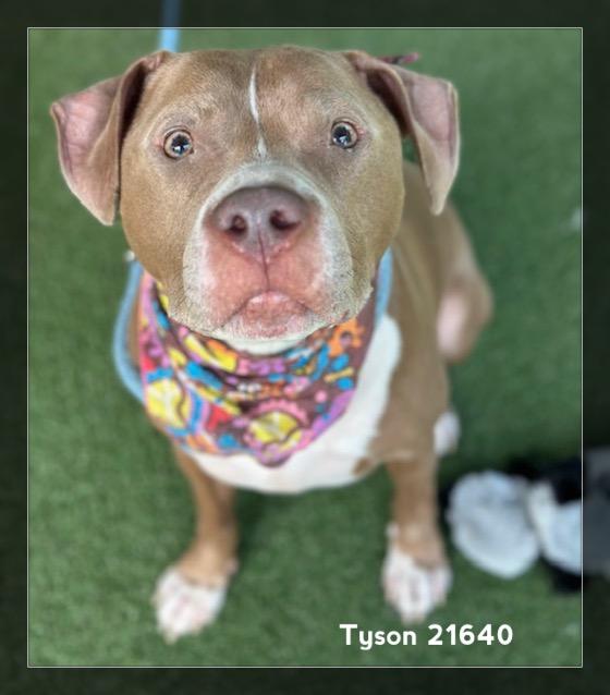 Enlarge TYSON, a ADOPTABLE Pit Bull Terrier in Marietta, GA image 2/6