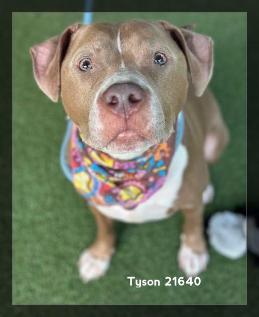 Enlarge TYSON, a ADOPTABLE Pit Bull Terrier in Marietta, GA image 6/6