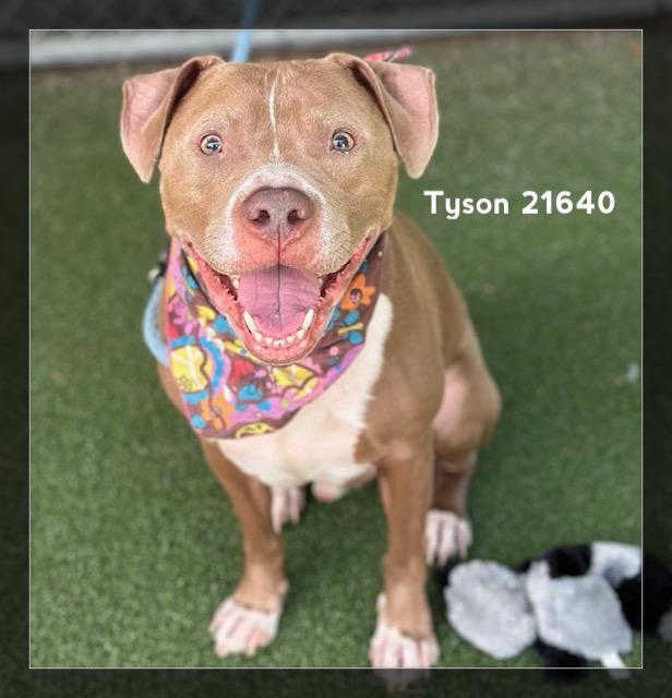 Enlarge TYSON, a ADOPTABLE Pit Bull Terrier in Marietta, GA image 1/6