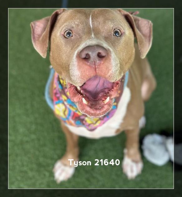 Enlarge TYSON, a ADOPTABLE Pit Bull Terrier in Marietta, GA image 5/6