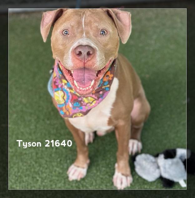 Enlarge TYSON, a ADOPTABLE Pit Bull Terrier in Marietta, GA image 3/6