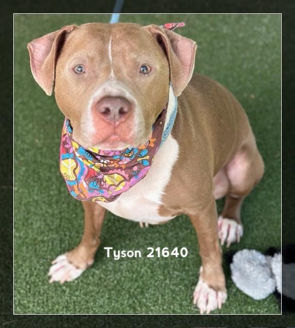 Enlarge TYSON, a ADOPTABLE Pit Bull Terrier in Marietta, GA image 4/6