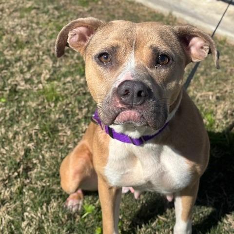 Nina **Courtesy Post. Out of town pet. See below for details**