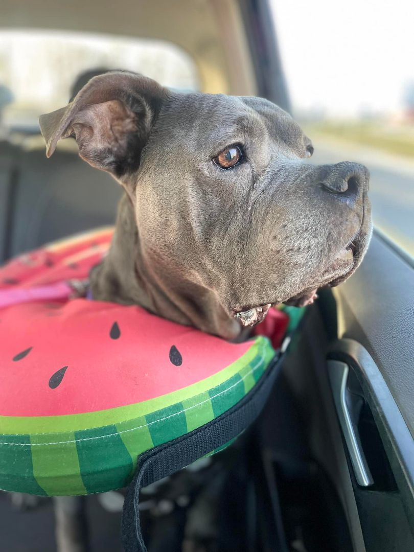 Xena, Senior Female Staffordshire Bull Terrier