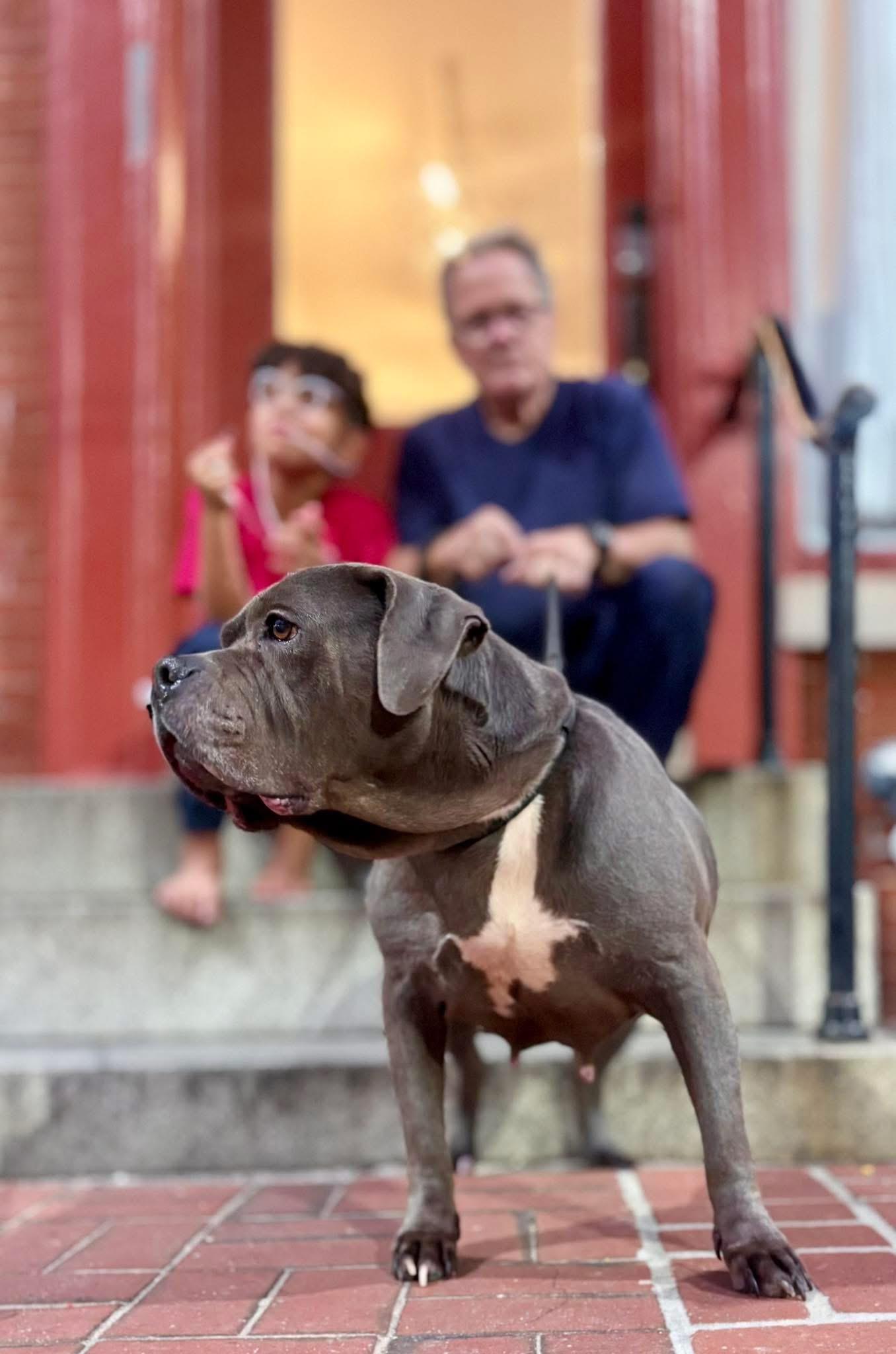 Enlarge Xena, a Adoptable Staffordshire Bull Terrier in Parkton, MD image 2/2