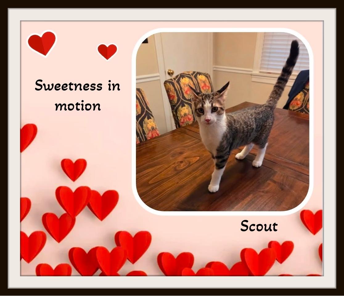 Enlarge Scout -, a ADOPTABLE Domestic Short Hair in Winston Salem, NC image 2/3