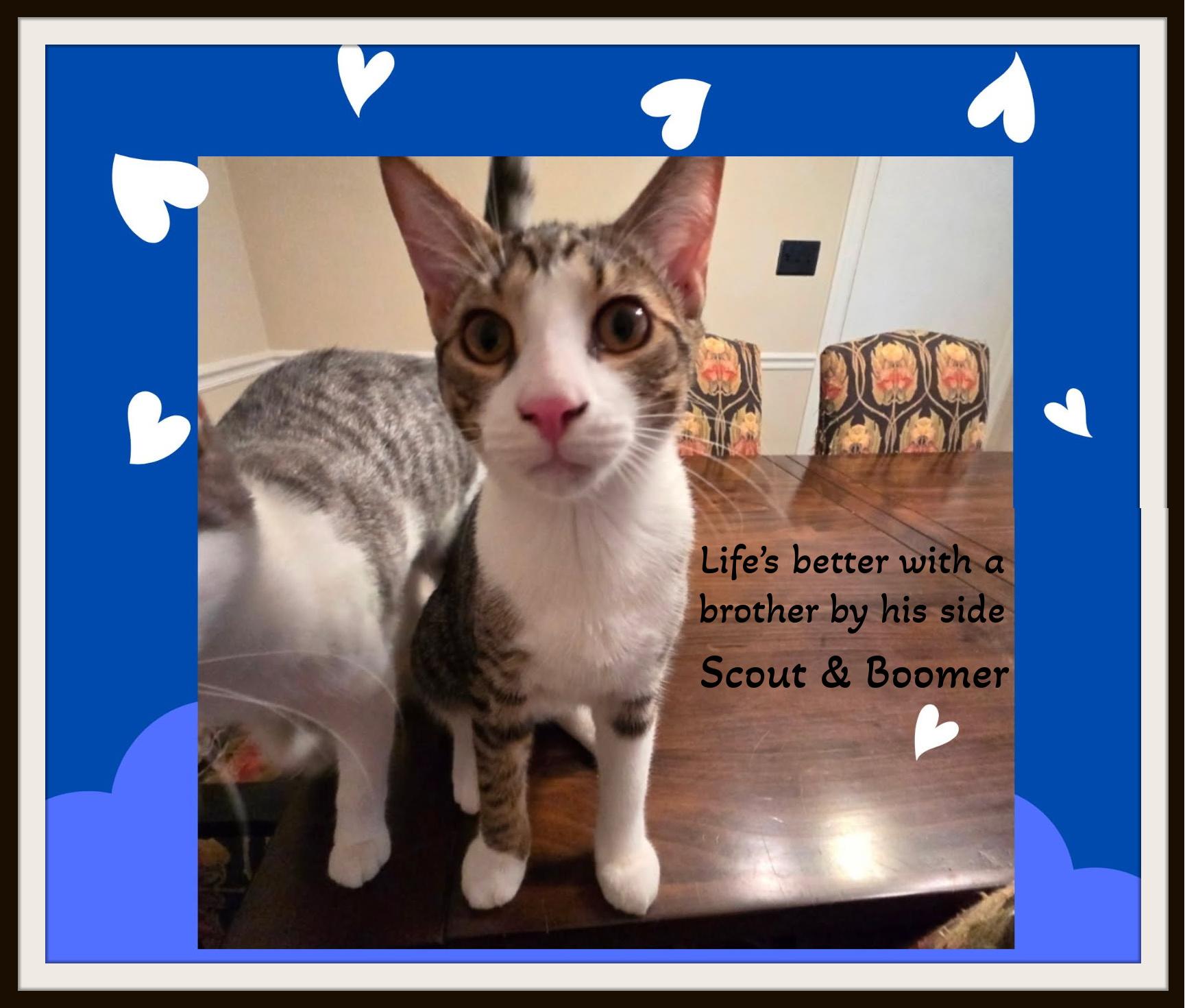 Enlarge Scout -, a ADOPTABLE Domestic Short Hair in Winston Salem, NC image 3/3