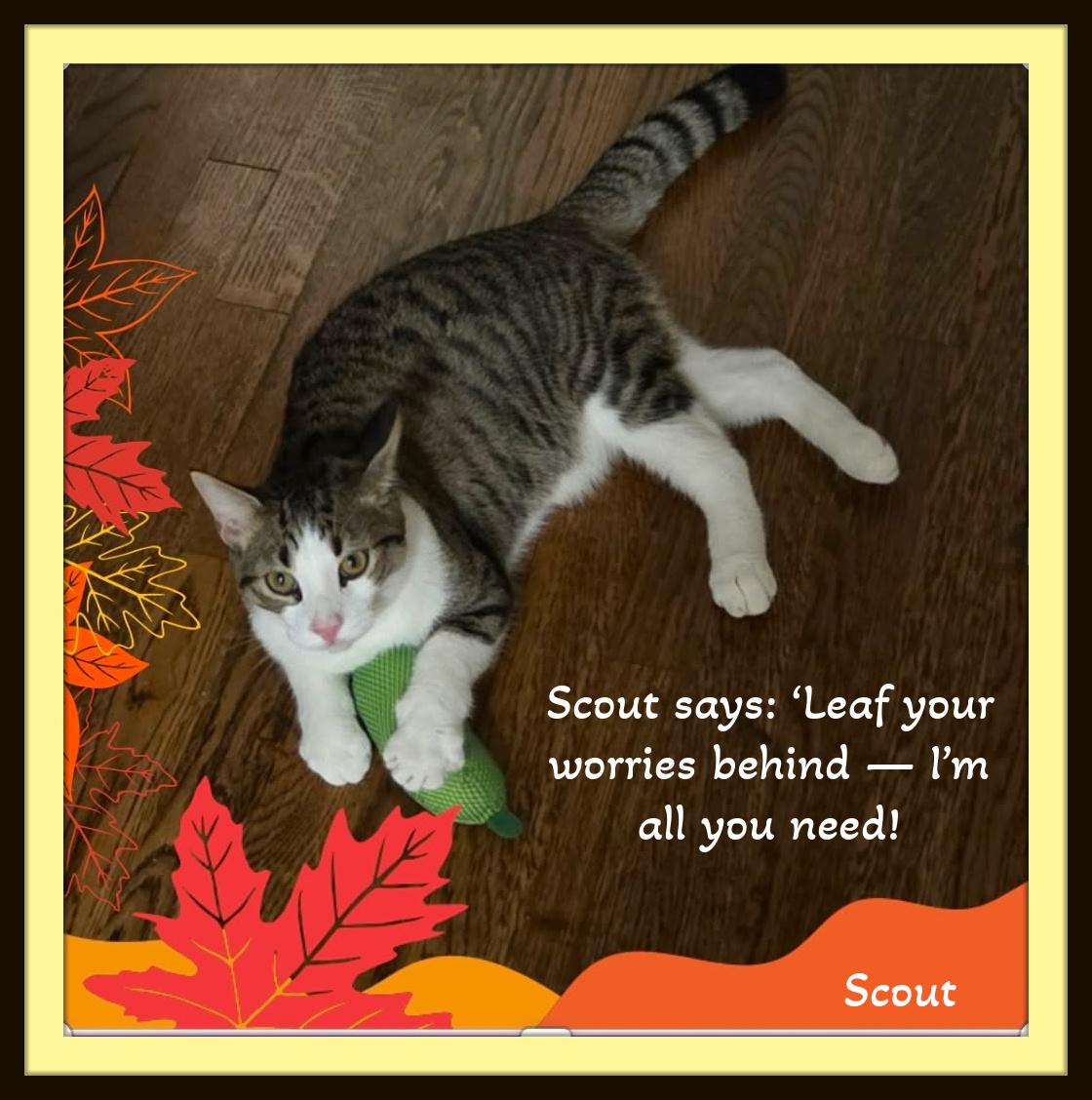 Enlarge Scout - Curious heart, gentle soul., a Adoptable Domestic Short Hair in Winston Salem, NC image 1/5