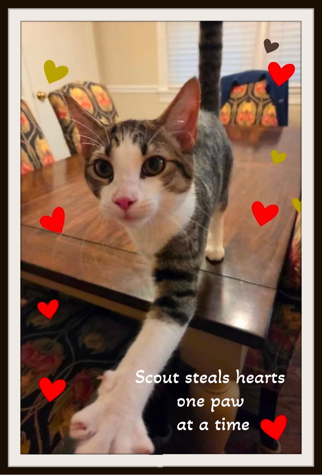 Enlarge Scout -, a ADOPTABLE Domestic Short Hair in Winston Salem, NC image 1/3