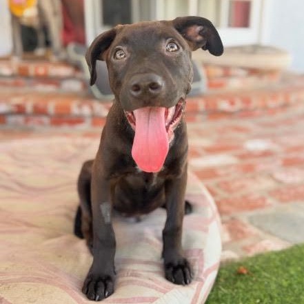 Enlarge Gelato, a Adoptable mixed breed in Sun Valley, CA image 2/6