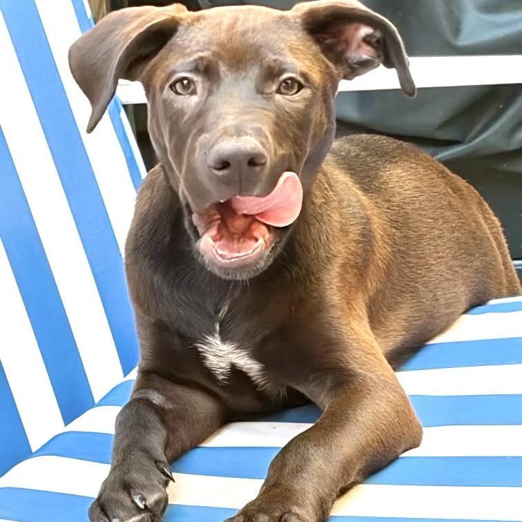 Enlarge Gelato, a Adoptable mixed breed in Sun Valley, CA image 1/6