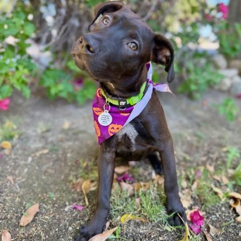 Enlarge Gelato, a Adopted mixed breed in Sun Valley, CA image 4/6
