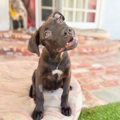 Enlarge Gelato, a Adoptable mixed breed in Sun Valley, CA image 4/6