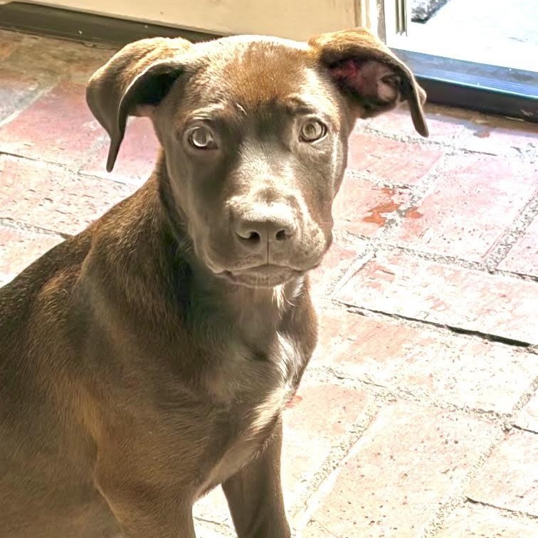 Enlarge Gelato, a Adoptable mixed breed in Sun Valley, CA image 6/6