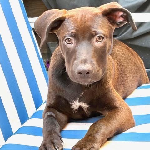 Enlarge Gelato, a Adoptable mixed breed in Sun Valley, CA image 3/6