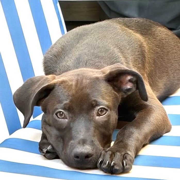Enlarge Gelato, a Adoptable mixed breed in Sun Valley, CA image 5/6