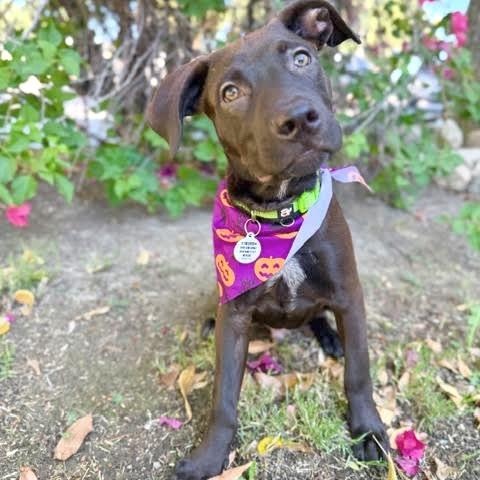 Gelato, Adopted, Puppy Male Labrador Retriever & Pit Bull Terrier.