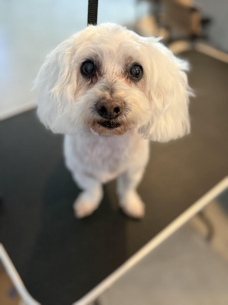 Skipper, Adoptable, Adult Male Maltese.