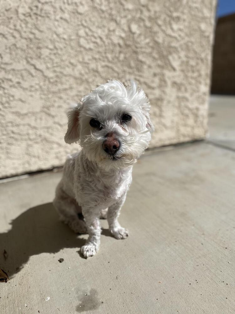 Enlarge Skipper, a Adoptable mixed breed in Lancaster, CA image 2/6