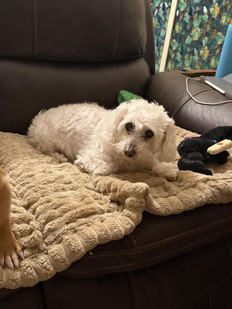 Enlarge Skipper, a Adoptable mixed breed in Lancaster, CA image 5/6
