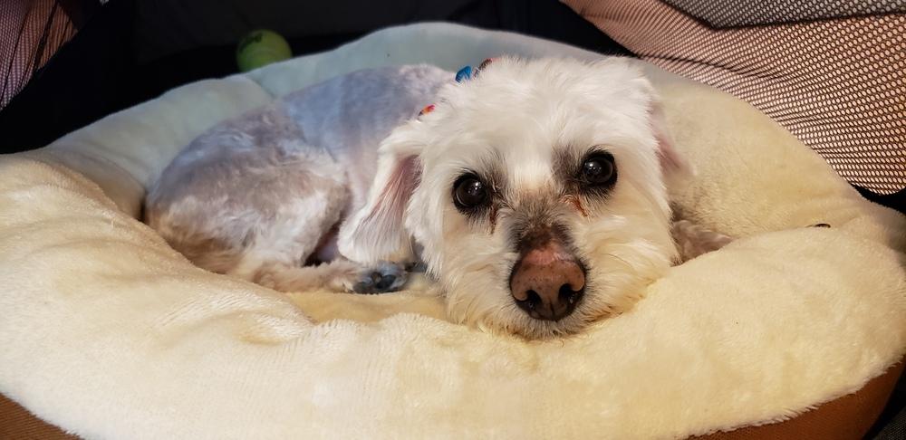 Enlarge Skipper, a Adoptable mixed breed in Lancaster, CA image 6/6