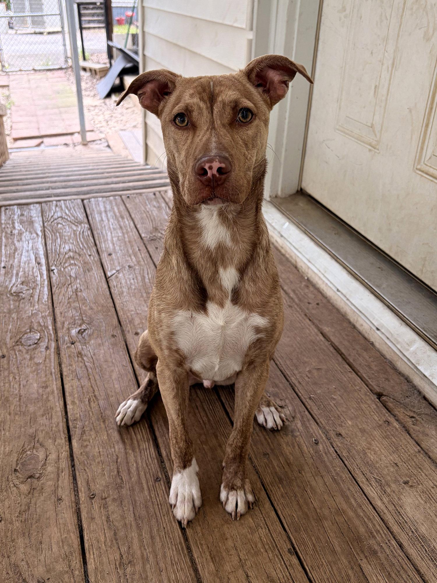 Enlarge Tillman, a Adoptable Pit Bull Terrier in Eastman, GA image 1/2